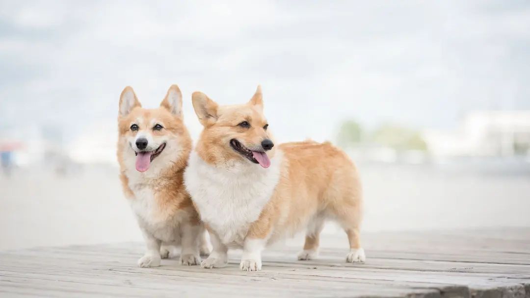 DƬ